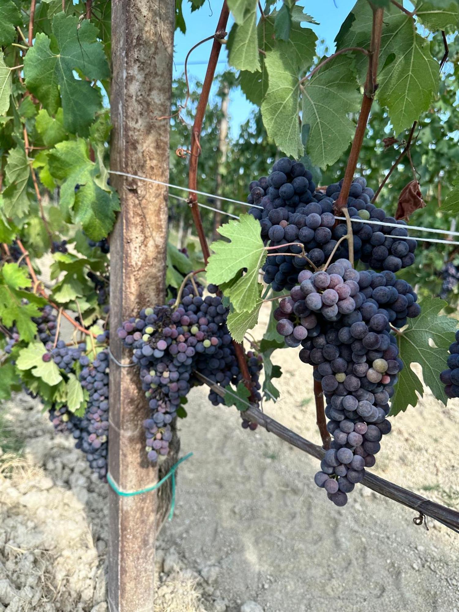 Вилла Just Langhe Casa Barolo Новелло Экстерьер фото
